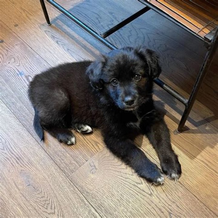 David Harbour Pets - Celebrity Pets