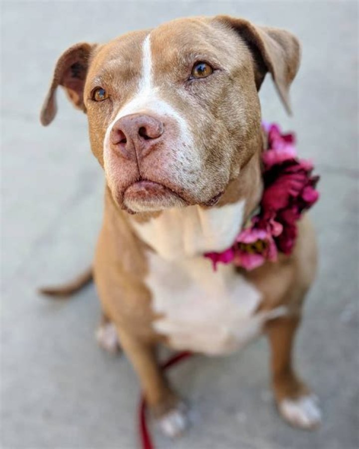 Lexy The Elderbull a Senior Pitbull Rescued From Backyard Breeder: Learns How To Play