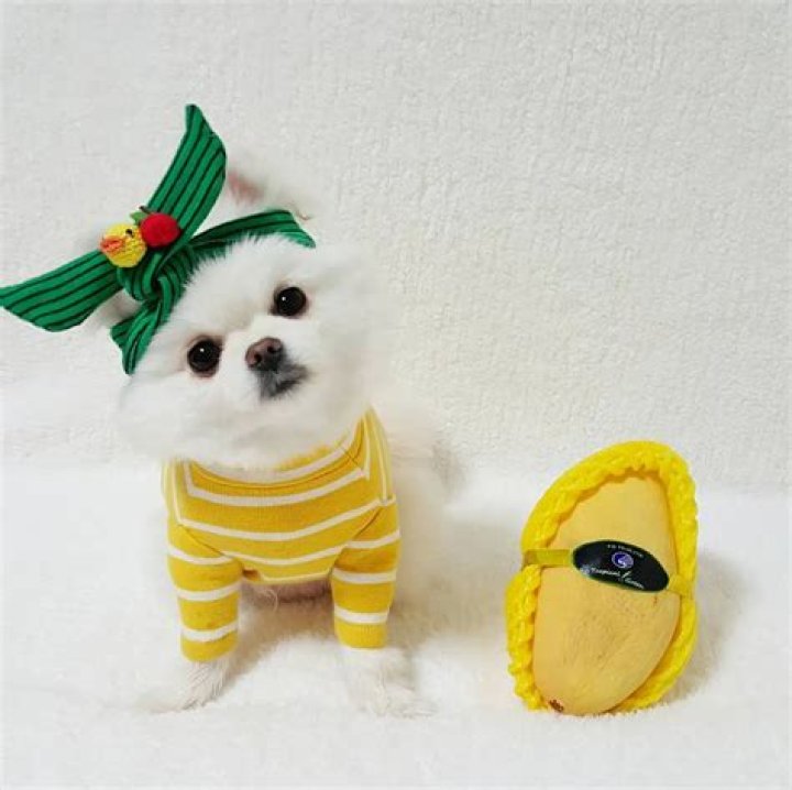 Mango the pomeranian is cuter than everything, wins competition as proof