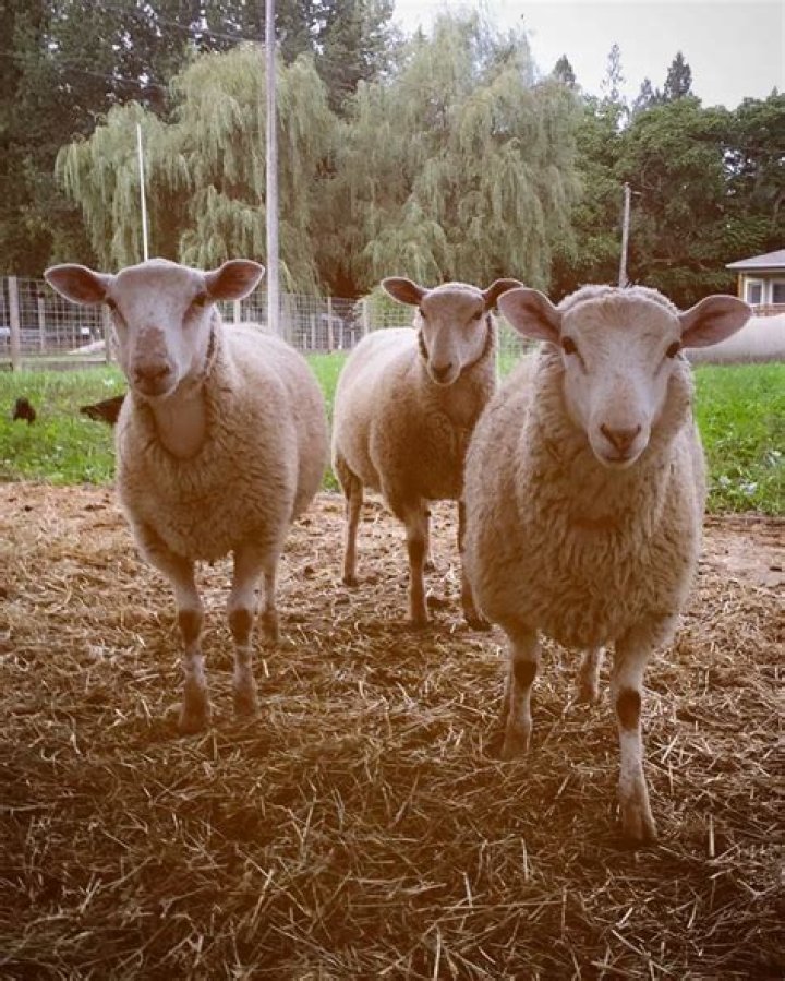 Piglets at Aldor Acres Family Farms twerk-off and shake their bacon